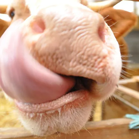 Ramswirt Affittacamere